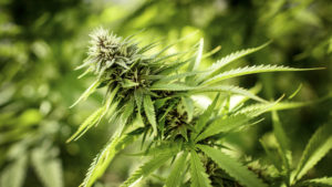 CANNABIS IS QUICKLY GOING MAINSTREAM
